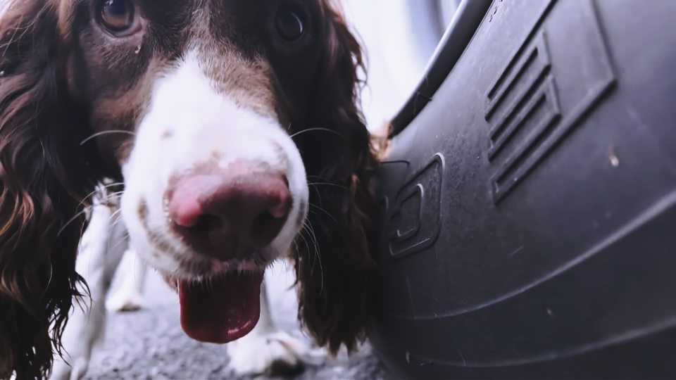 Armed Police Force Stages Military Dog Competition