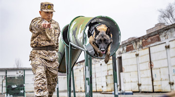 PAP soldier trains military working dog