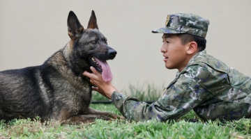 Military working dogs in training