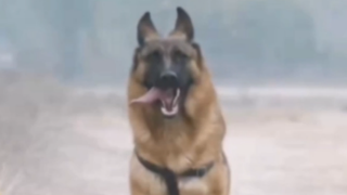 A military working dog that can fly